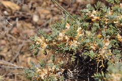 Astragalus microcephalus