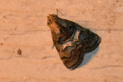 Pococera maritimalis