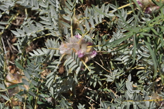 Astragalus kurdicus