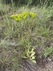 Kalanchoe paniculata