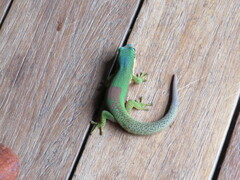 Phelsuma lineata