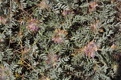 Astragalus kurdicus