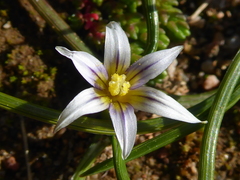 Romulea columnae