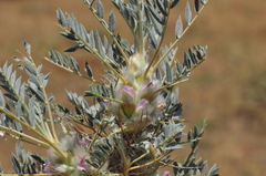 Astragalus kurdicus