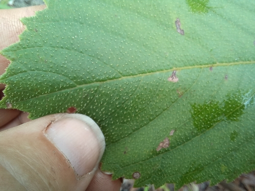 Cyphostemma crotalarioides image