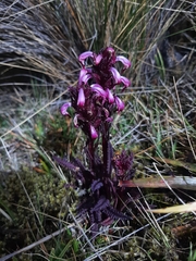 Pedicularis incurva
