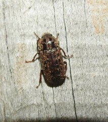 Mitophyllus