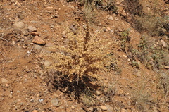 Pseudodictamnus acetabulosus