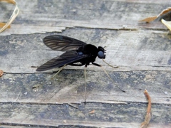 Chrysopilus velutinus