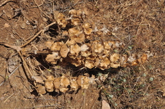 Pseudodictamnus acetabulosus