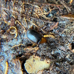 Amphasia interstitialis