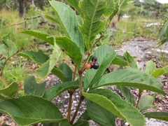 Cyphostemma crotalarioides image