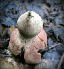 Geastrum rufescens