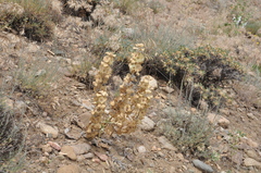 Pseudodictamnus acetabulosus