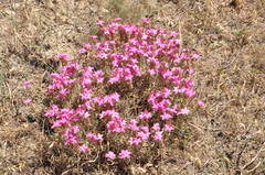 Acantholimon