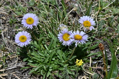 Erigeron grandiflorus