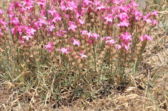 Acantholimon