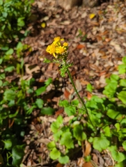 Packera obovata