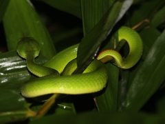 Trimeresurus albolabris