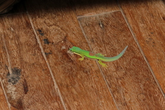 Phelsuma lineata