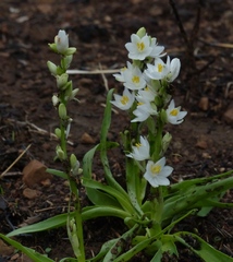 Chlorophytum tuberosum