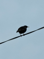 Sturnus vulgaris