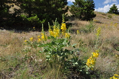 Onobrychis galegifolia