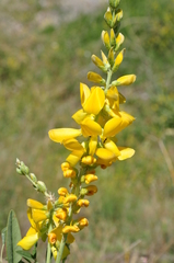 Onobrychis galegifolia