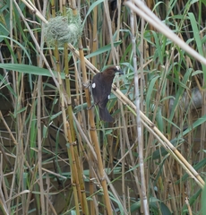Amblyospiza albifrons