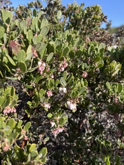 Arctostaphylos pumila
