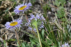 Erigeron grandiflorus