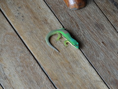Phelsuma lineata