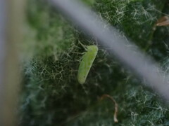 Micantulina stigmatipennis