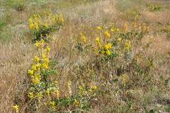 Onobrychis galegifolia
