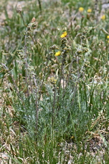 Artemisia scopulorum