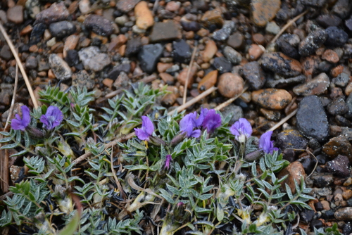 Image of Oxytropis czukotica by no rights reserved