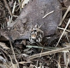 Habronattus clypeatus