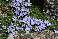 Phlox condensata