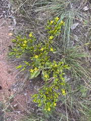 Kalanchoe paniculata