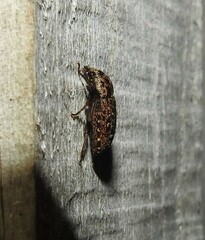 Mitophyllus