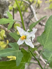 Solanum triquetrum