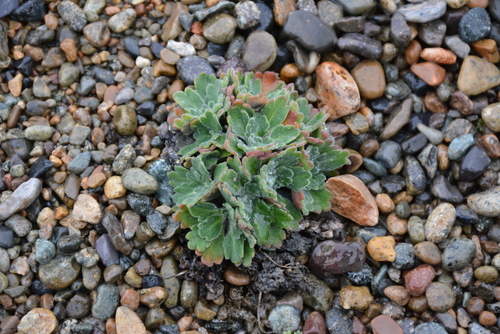 Image of Smelowskia parryoides by no rights reserved