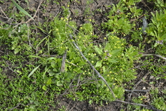 Ceratocephala testiculata