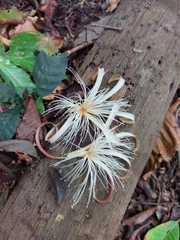 Pochota fendleri