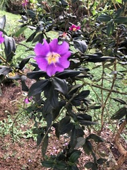 Andesanthus lepidotus