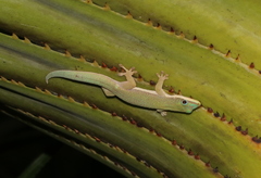 Phelsuma