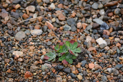Image of Smelowskia parryoides by no rights reserved