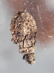 Aradus cinnamomeus