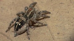 Stenaelurillus gabrieli