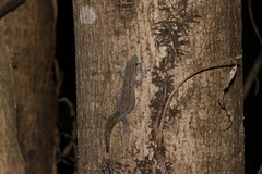 Phelsuma